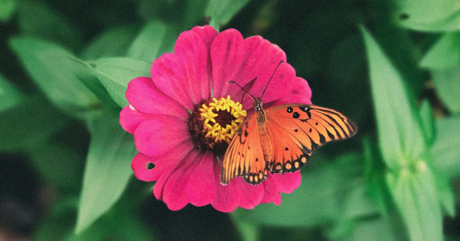 15 Flowers That Attract Monarch Butterflies - The Garden Magazine