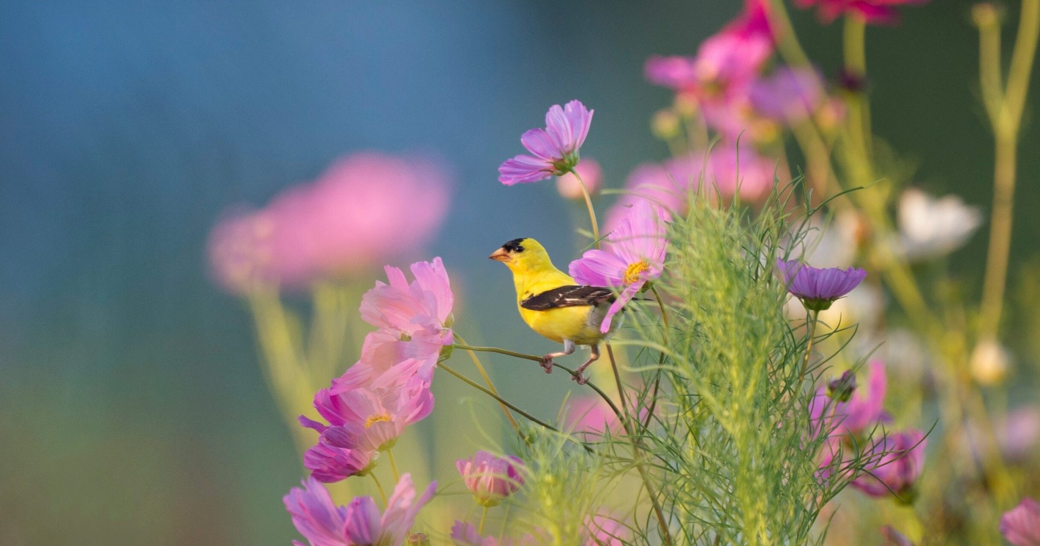5 Ways That Bird Baths Accidentally Kill Birds (And How To Prevent It