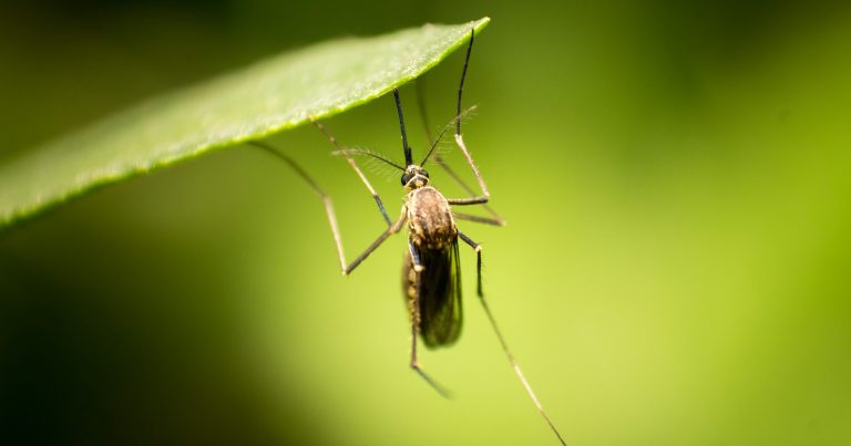 10 Ways To Get Rid Of Mosquitoes For A Mosquito-Free Summer - Featured image