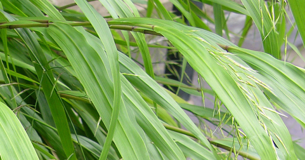 Japanese forest grass