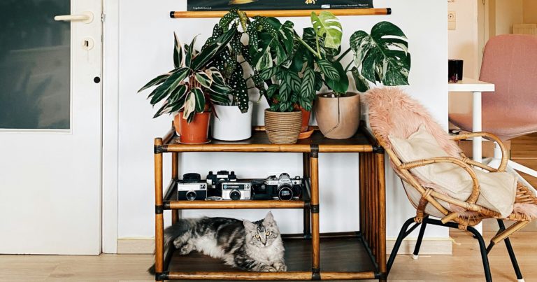 10 Indoor Plants That Are Safe For Pets - Featured image