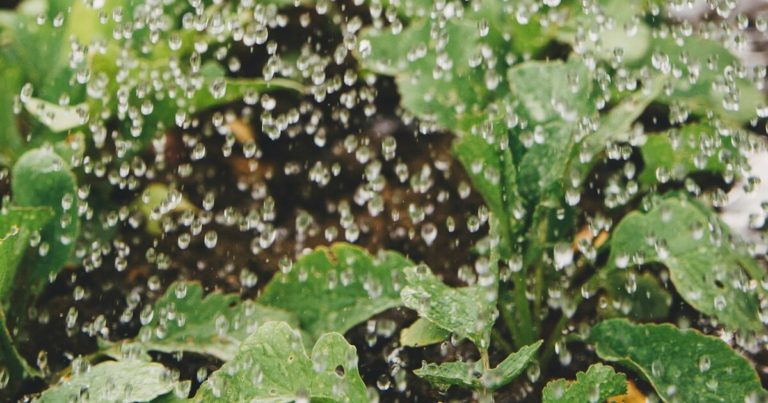 8 Reasons Why You Shouldn’t Use Boiling Water To Kill Weeds - Featured image