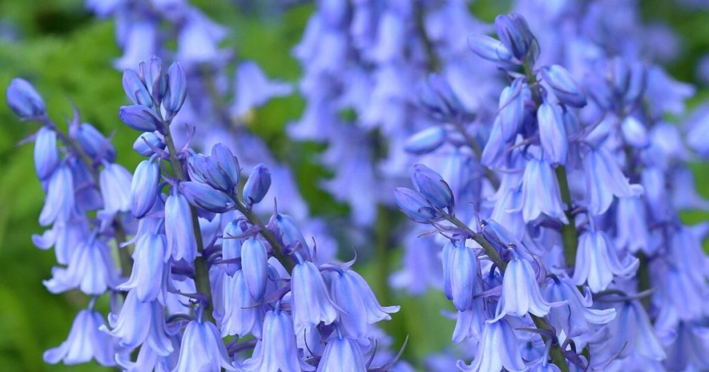 blue bells