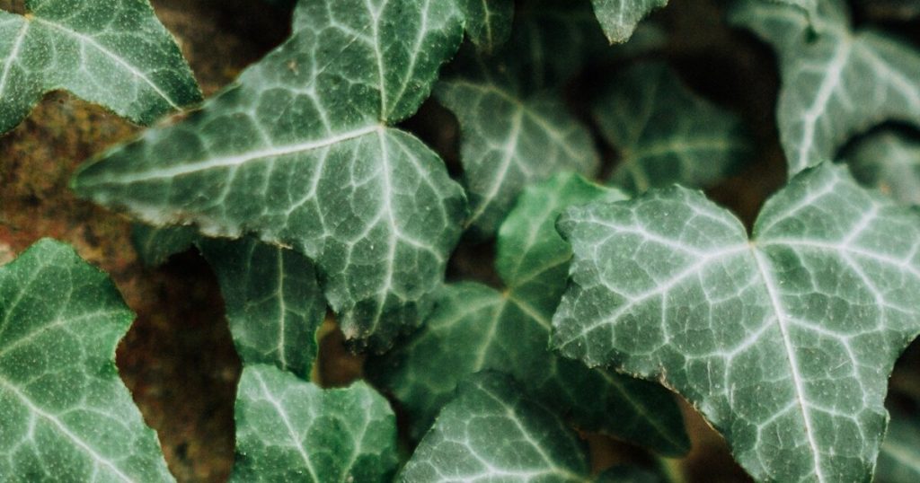 english ivy