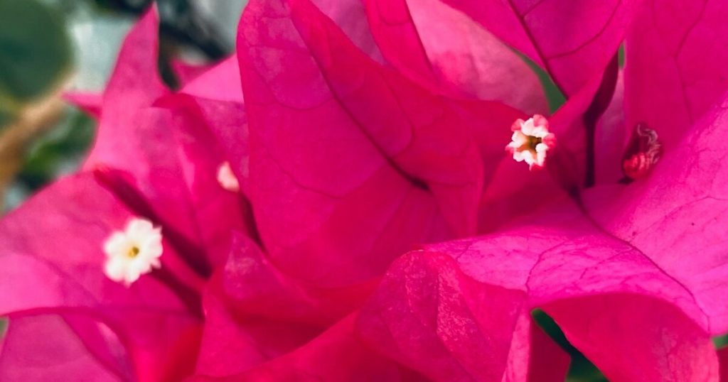 Bougainvillea