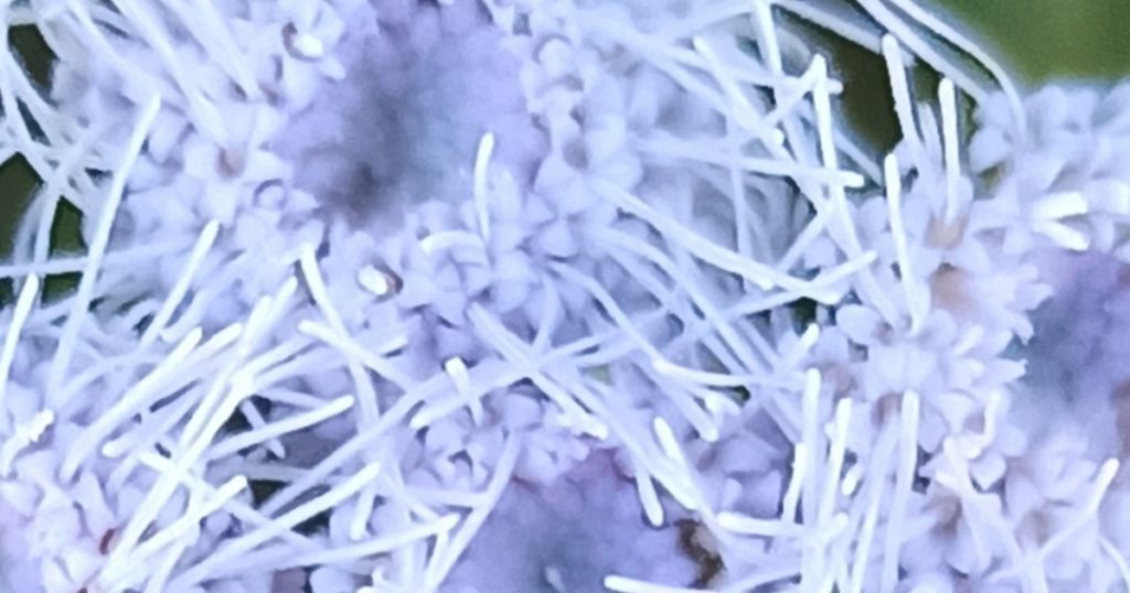argeratum