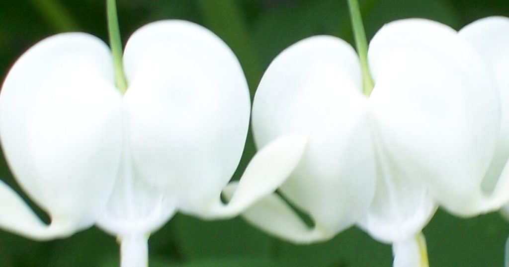 15 Heart-Shaped Summer Flowers That Are Perfect For Porches - Featured image