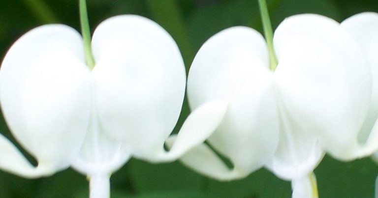 15 Heart-Shaped Summer Flowers That Are Perfect For Porches - Featured image