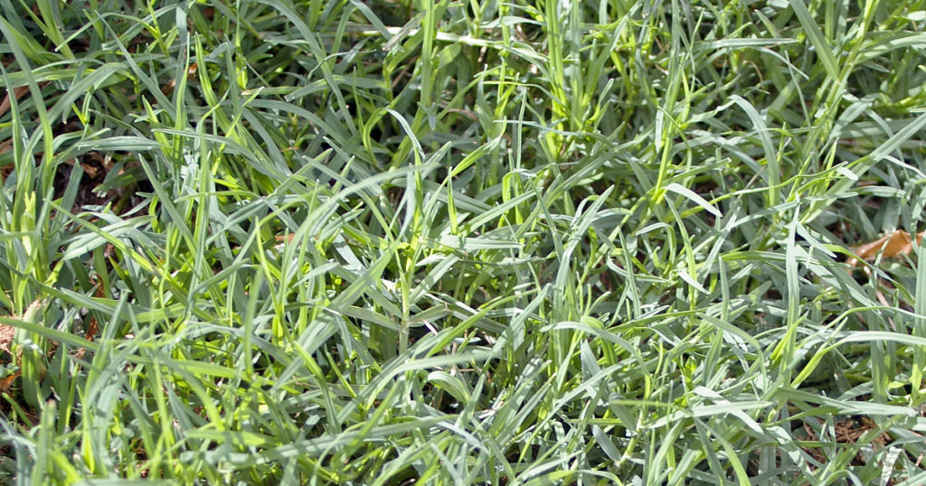bermuda grass