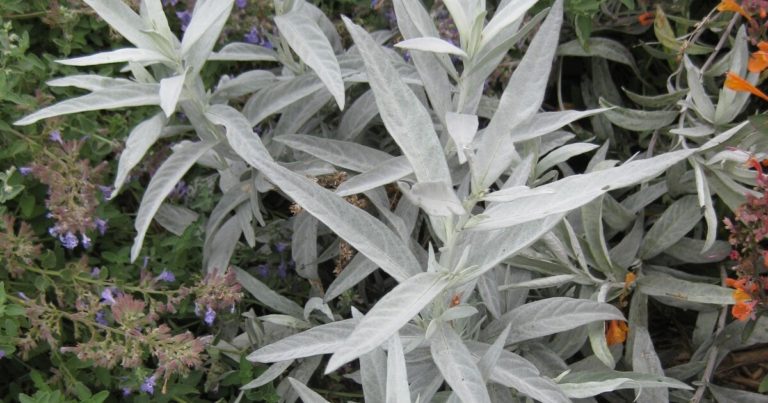 13 Easy Herbs For Beginner Gardeners - Featured image