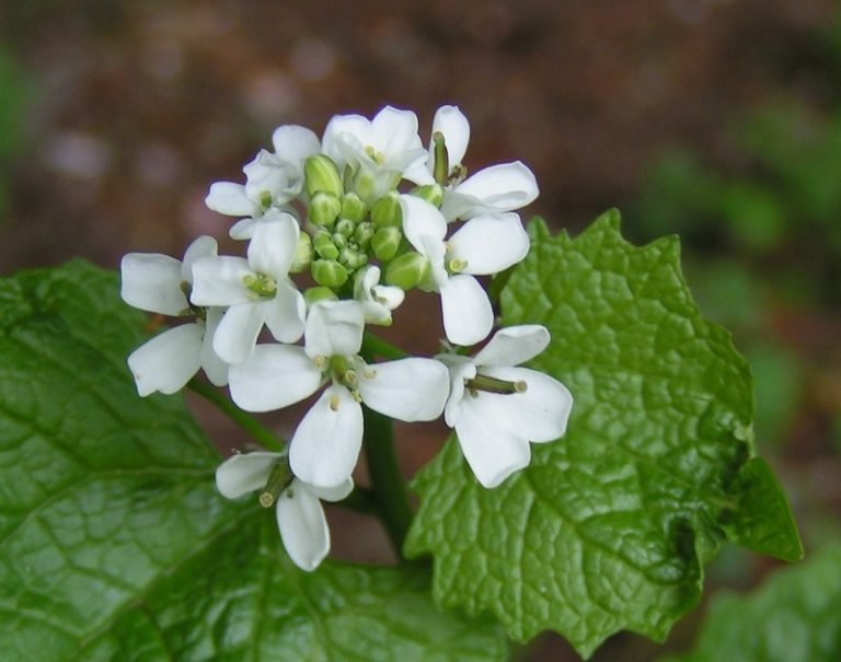 Be Careful of This Invasive Weed Flowers in May. Kill It Before It Spreads! - Featured image