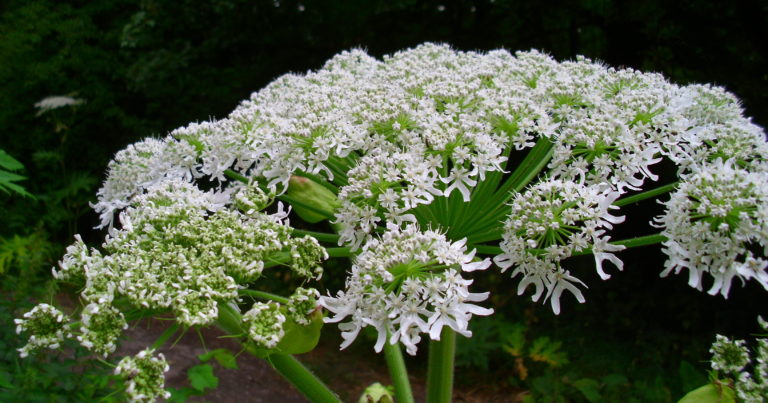9 Reasons Why You Should Destroy Hogweed If It’s In Your Garden - Featured image