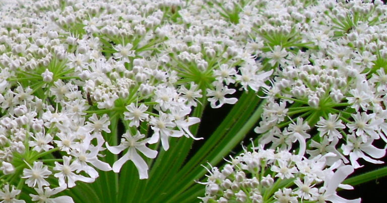 8 Plants That Can Hurt You If You Touch Them - Featured image