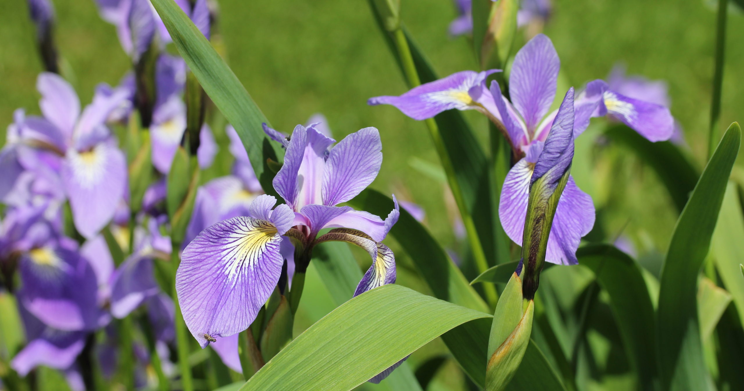 blue flag iris