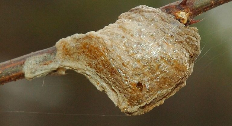 This Is Why You Shouldn’t Buy Praying Mantis Eggs For Your Garden - Featured image