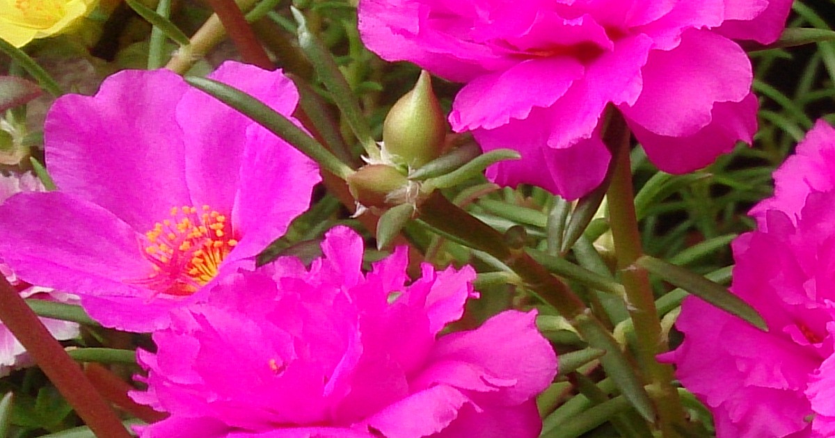 These Are The Best Flowers for Hot, Humid Climates The Garden Magazine