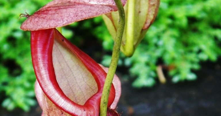 These Carnivorous Perennial’s Will Eat Dozens of Flies A Year - Featured image