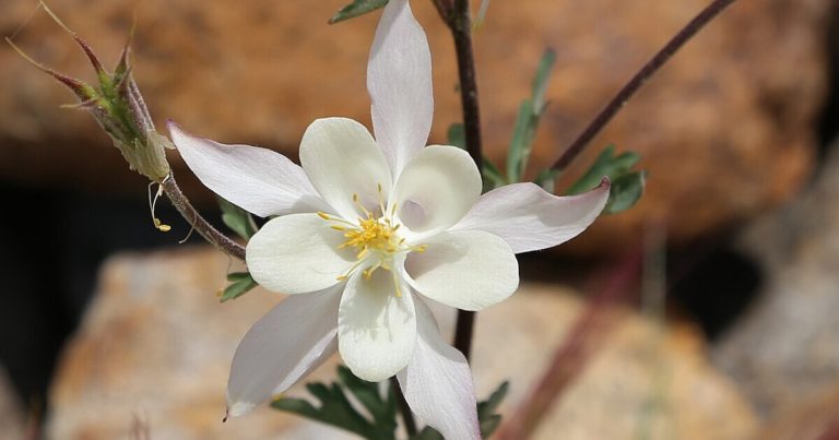 15 Perennials That Bloom in the Shade - Featured image