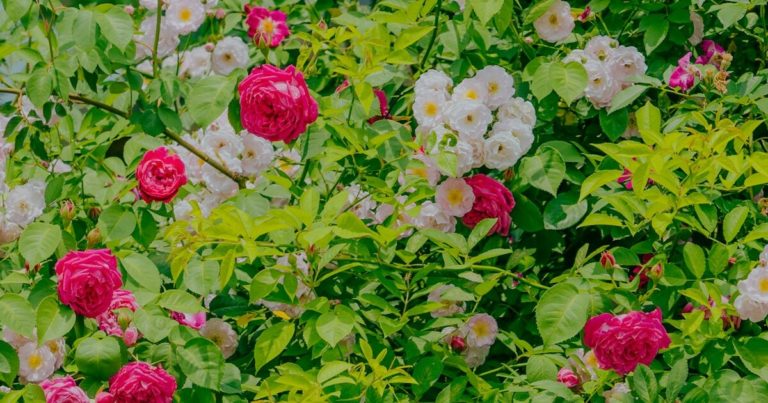 Do These 14 Gardening Tips And Watch Your Roses Explode With Vibrant Blooms - Featured image