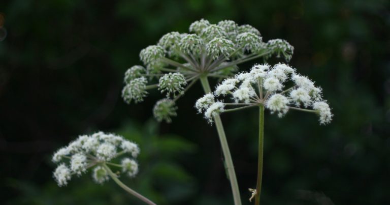 This Weed Is Extremely Dangerous. Is It In Your Yard? - Featured image