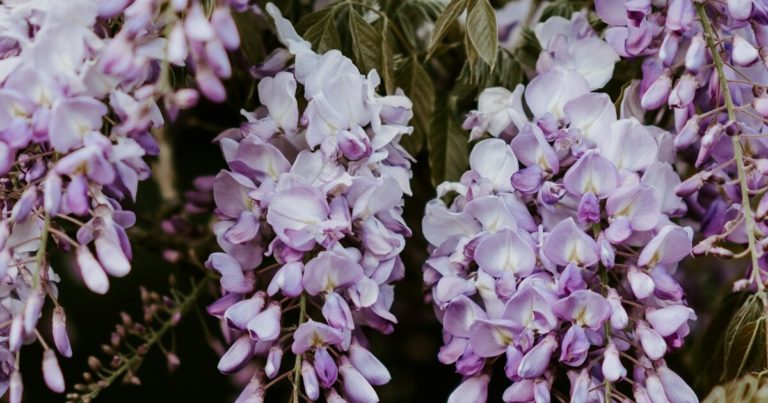 12 Purple Flowers That Create a Royal Garden Vibe - Featured image