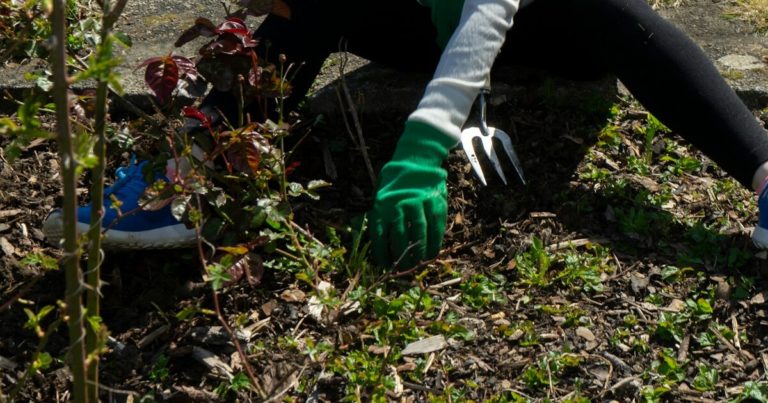 9 Reasons Why You Should Weed Your Garden Before Fall - Featured image