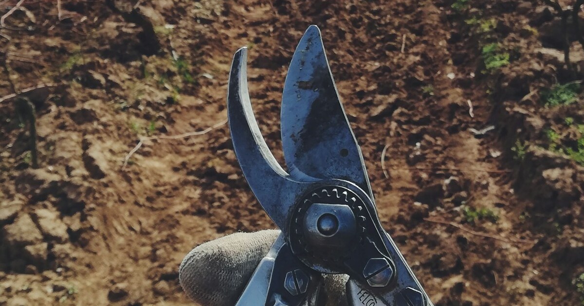 pruning