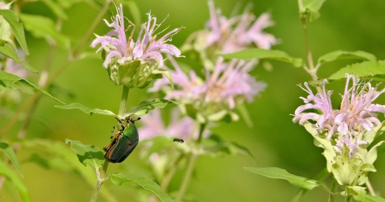 Your “Organic” Pesticide Might Not Be As Safe As You Think - Featured image