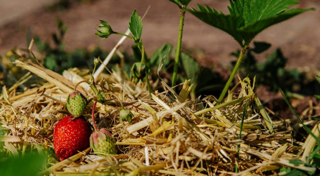 mulched strawberry plants