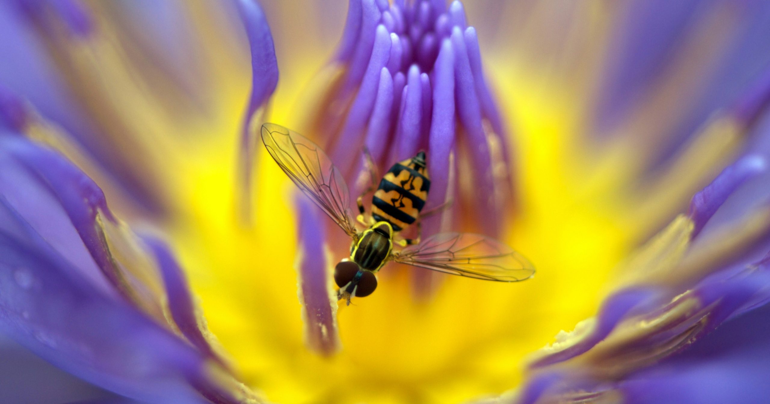 Holy Gardening: 9 Plants With Religious Significance