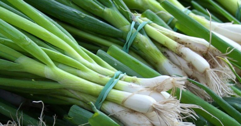 When To Harvest Scallions For The Best Quality & Flavor - Featured image