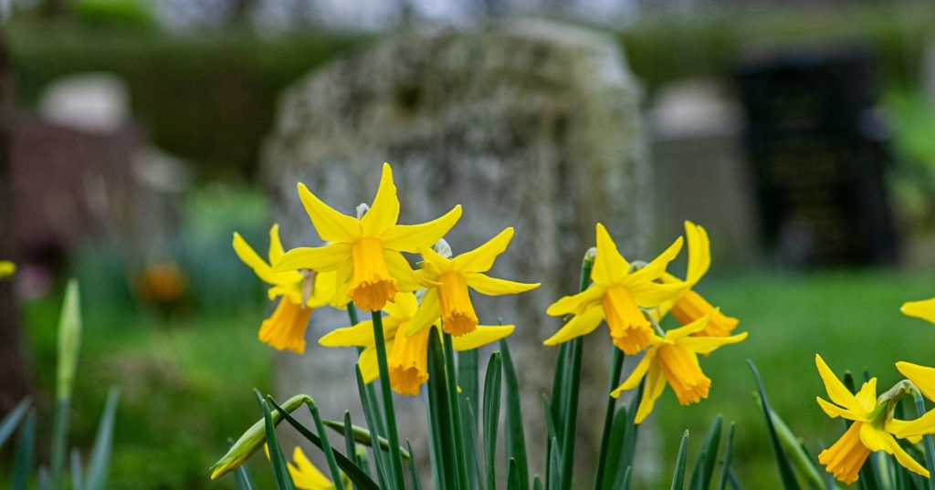 daffodils near a grave