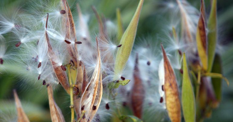 Planting Milkweed Might Be the Most Important Thing You Do This Fall - Featured image