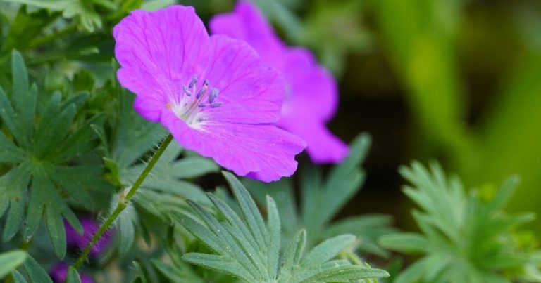 12 Woodland Flowers That Create a Forest Garden Vibe - Featured image