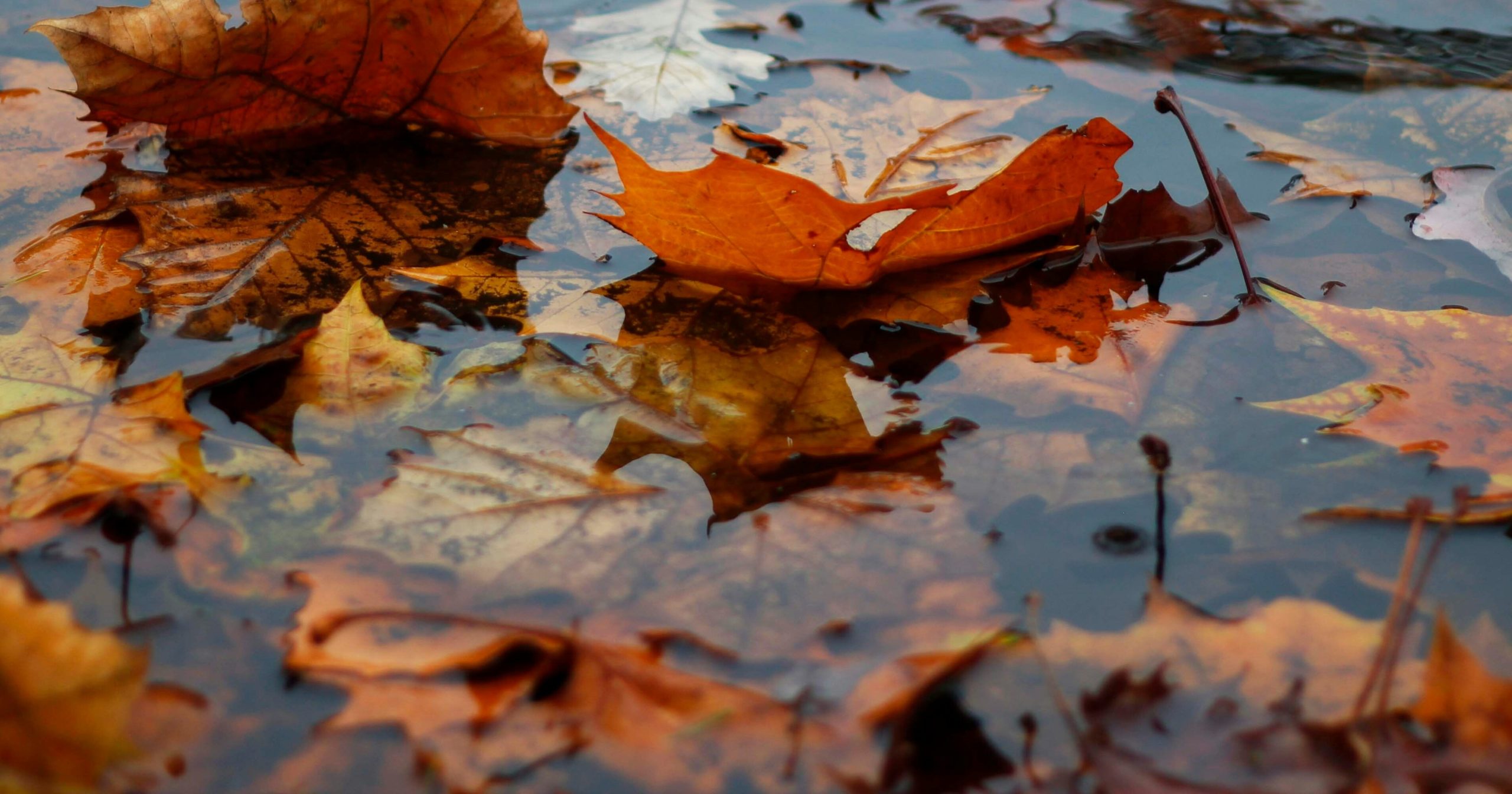 leaves in water