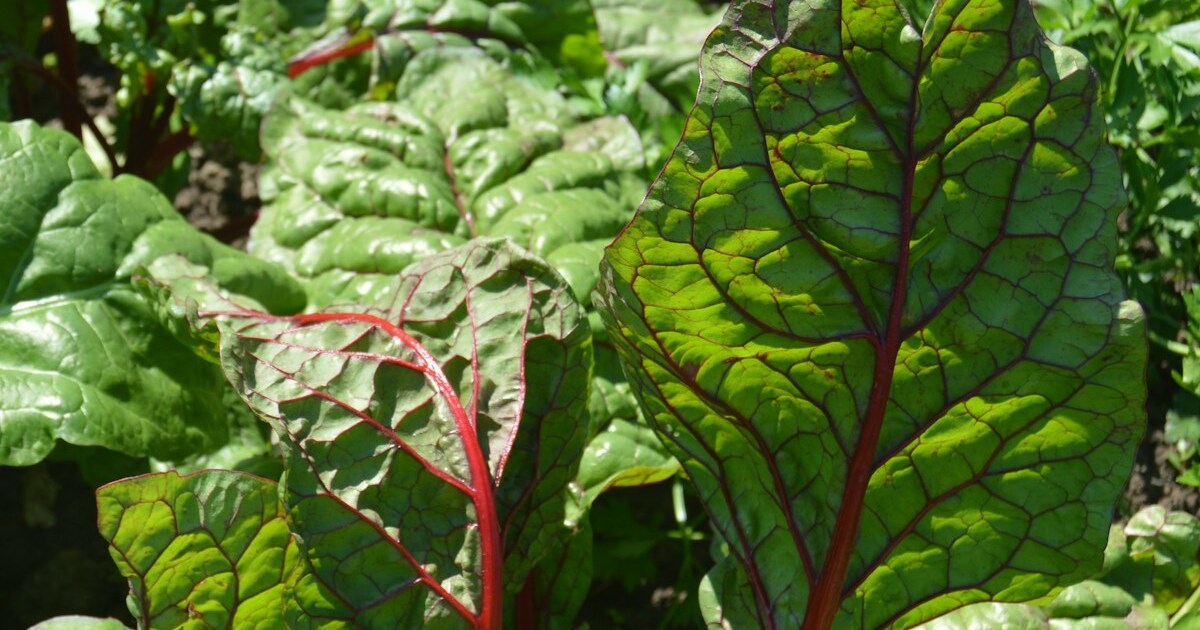 swiss chard