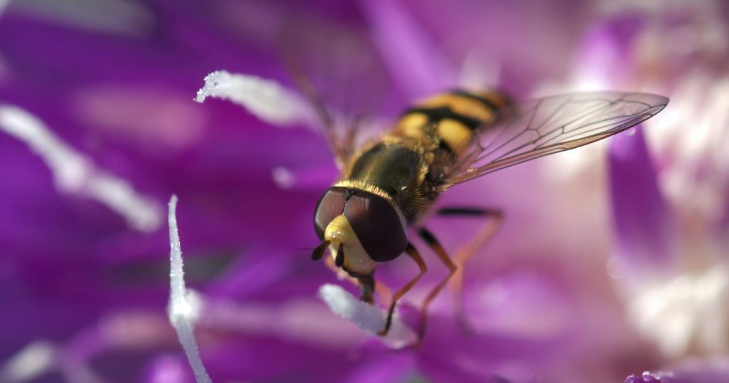 You’ve Never Heard Of It, But This Little Bug Is Super Beneficial For Your Garden - Featured image