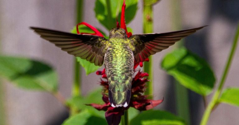 Why Hummingbirds Abandon Feeders in July Despite Perfect Nectar Recipe - Featured image