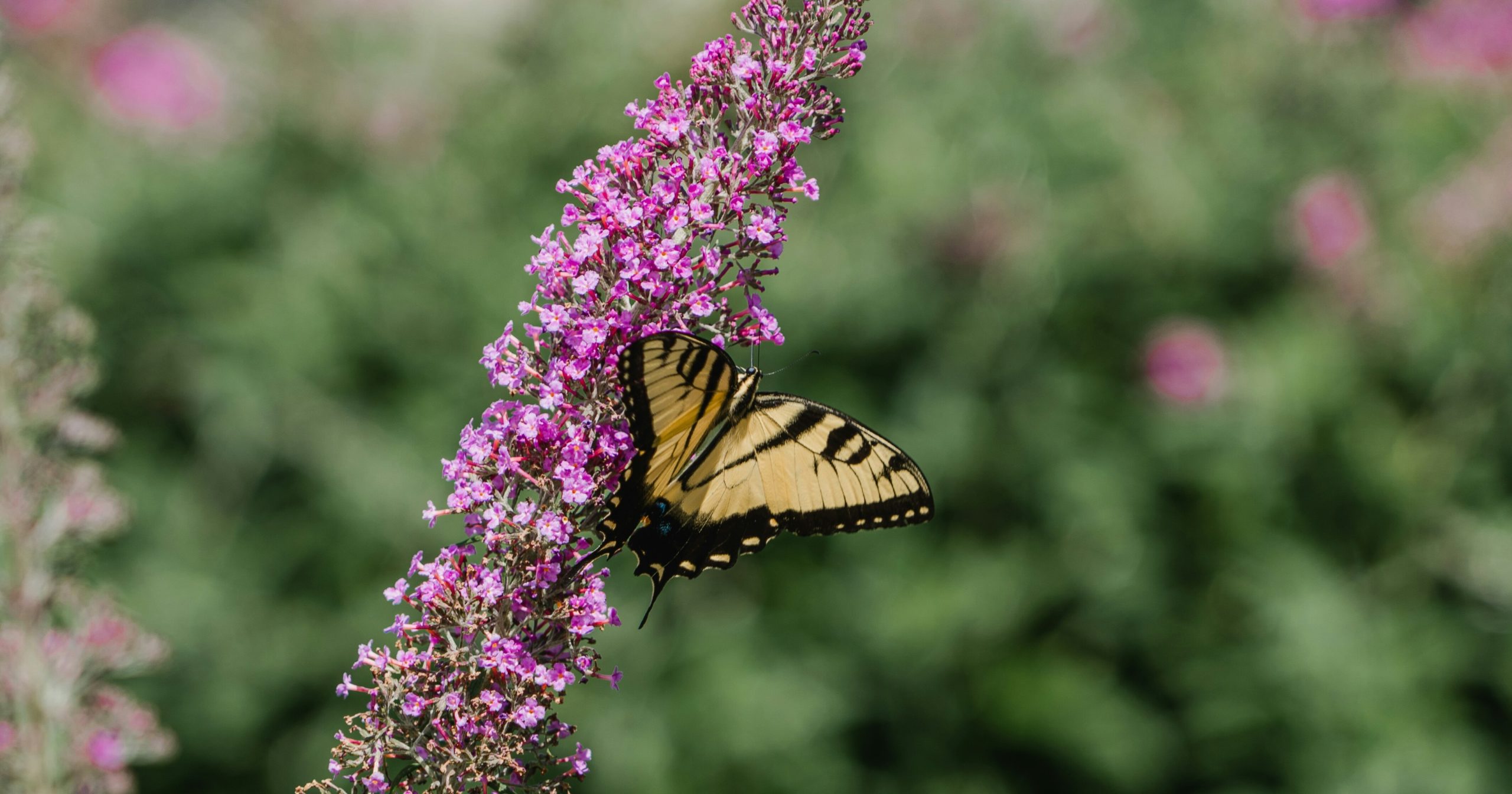 16 Flowers That Thrive in Hot Climates