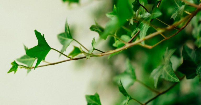 10 Must Know Gardening Tips For Growing English Ivy - Featured image