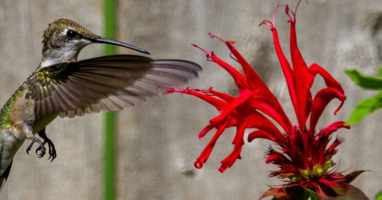 15 Nectar-Rich Flowers That Attract Bees, Butterflies, and Hummingbirds - Featured image