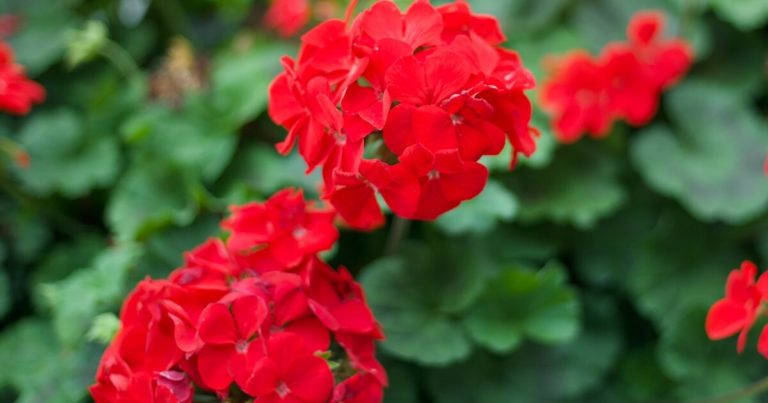 13 Flowers That You Need To Deadhead For Better Blooms - Featured image
