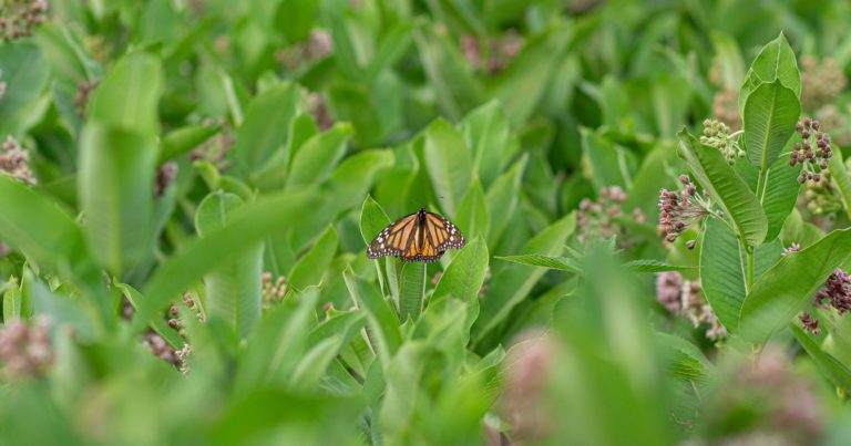 Is Milkweed Invasive? Let’s Bust Some Common Milkweed Myths - Featured image