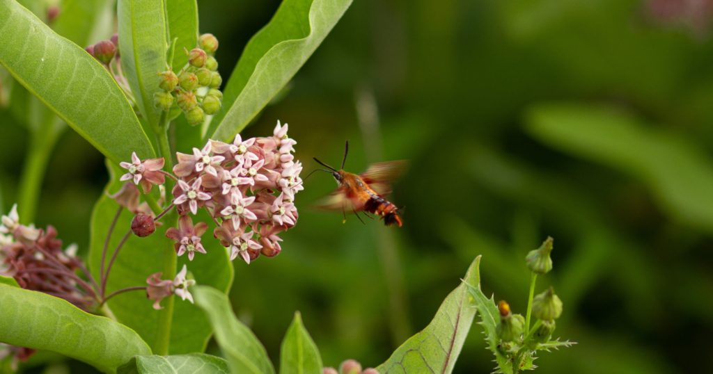 moth at milkweed flower