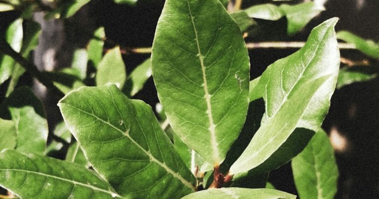 10 Things That Happen When Burning a Bay Leaf In Your Home Every Night - Featured image