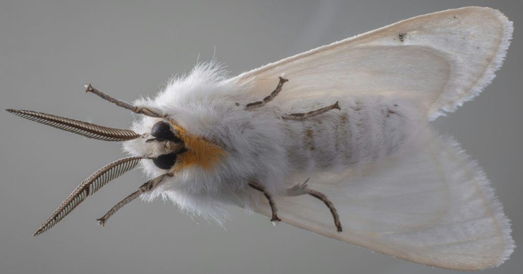 moth