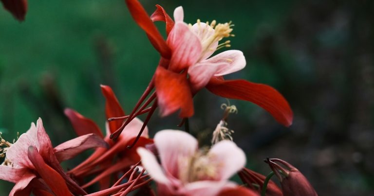 13 Desert Flowers for a Water-Wise Xeriscape Garden - Featured image