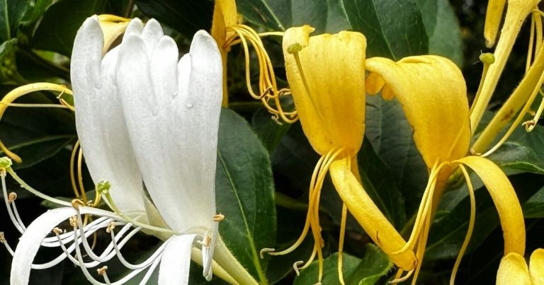 Do Not Ignore These 11 Needs For Your Honeysuckle - Featured image