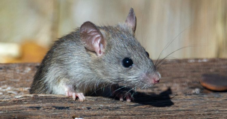Rodent Poison KILLS Wildlife! How To Control Rodents Safely - Featured image