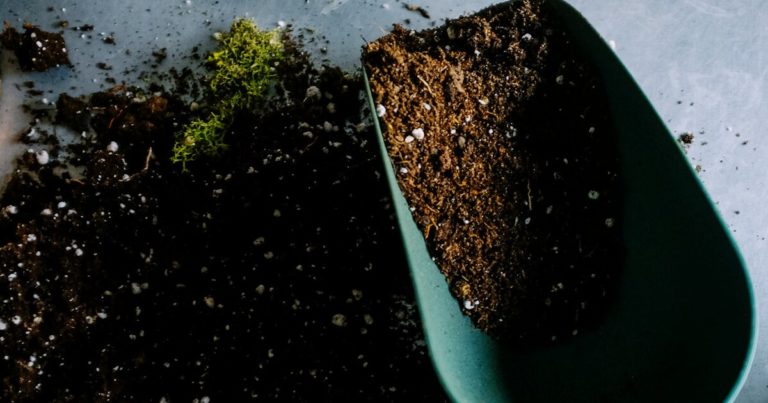 11 Reasons Why You Shouldn’t Always Trust Store-Bought Compost - Featured image